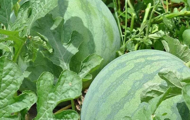 大田西瓜种植技术