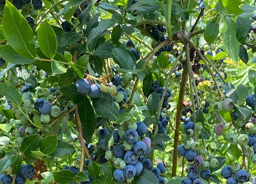 蓝莓什么时候移栽最好（蓝莓移植的最佳时间和方法）"