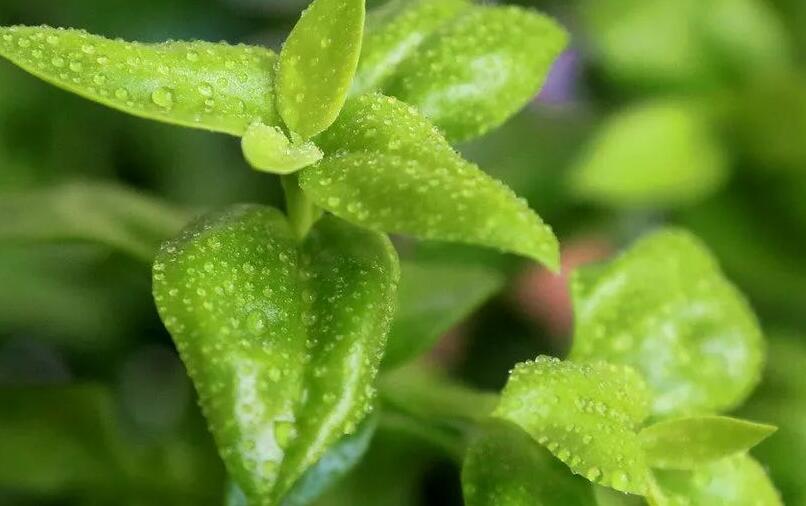 穿心莲种植技术