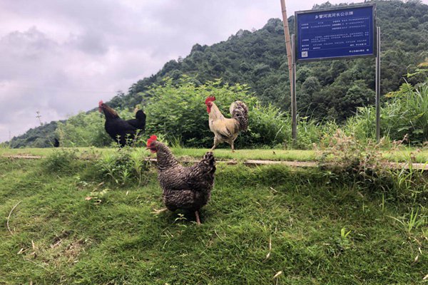 土鸡苗成活率低该怎么办？