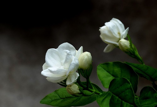 盆栽茉莉一年开几次花 花期月份与时间