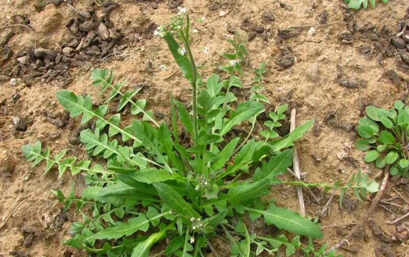 野菜种植技术