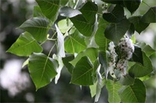 杨树种植之蛴螬防治"