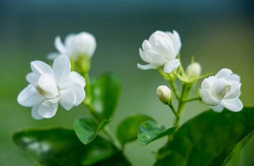 茉莉花可以净化空气吗 有吸甲醛的作用吗