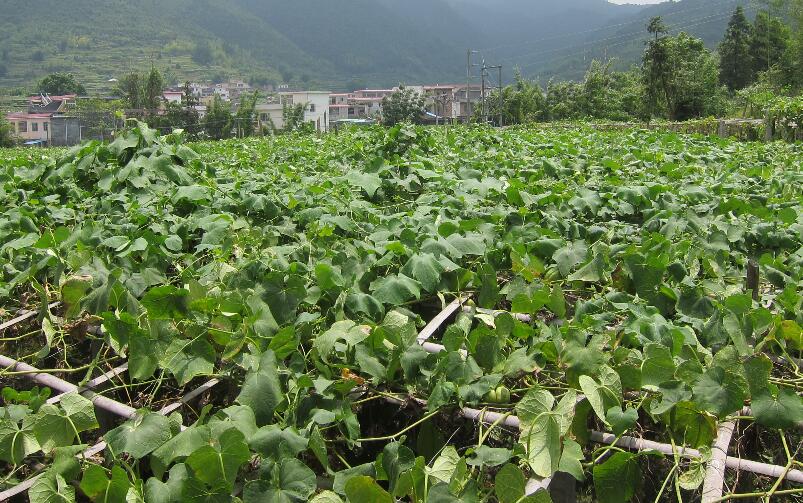 佛手瓜种植技术