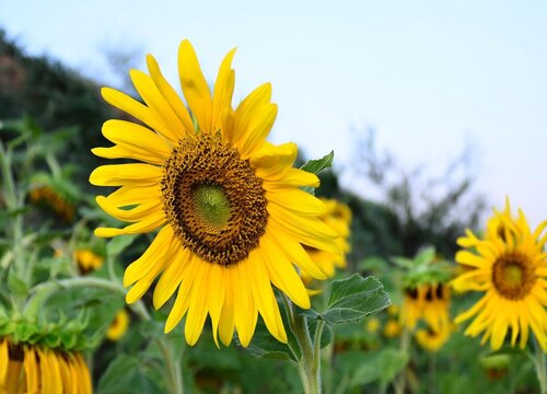 向日葵为什么会跟着太阳转动（向日葵随着太阳转动的原因）"