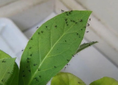 卧室好多小飞虫黑色的怎么消除（消灭家里出现的飞虫方法）"