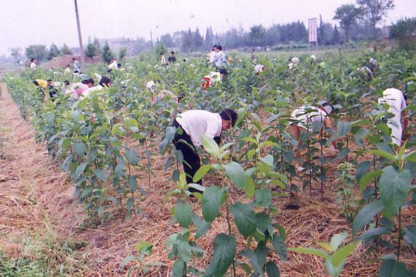 杜仲种植技术 杜仲种植时间及方法