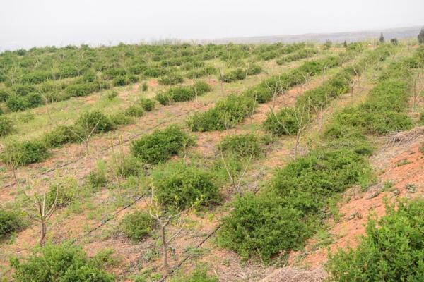 杜仲种植技术 杜仲种植时间及方法