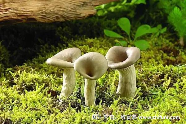 蘑菇种植过程中培养料的配制方法