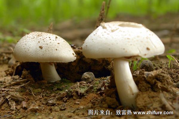 蘑菇种植过程中培养料的配制方法