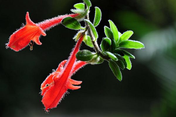 鲸鱼花和口红花的区别是什么