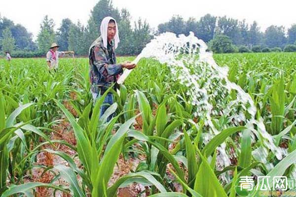 种植玉米遇到干旱情况要如何浇水?这五种浇水方式可供选择"