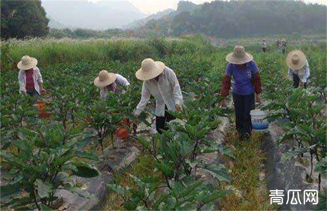 茄子盛夏期追肥注意什么"