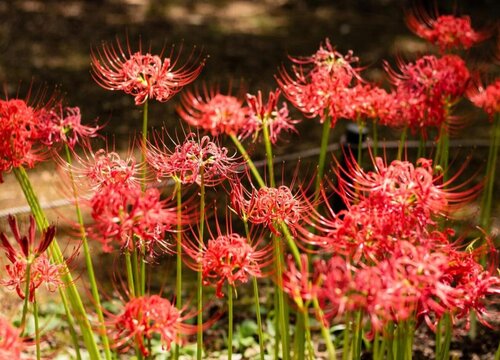 石蒜花可以养在家里吗