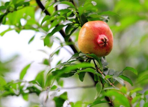 石榴成熟季节是几月份