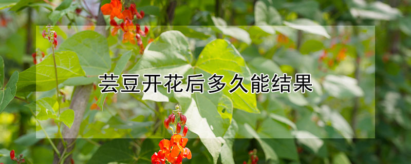 芸豆开花后多久能结果"