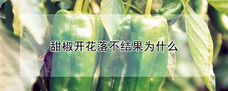 甜椒开花落不结果为什么"