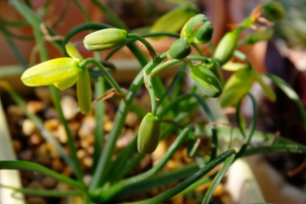 弹簧草什么时候开花 弹簧草开花后会死吗