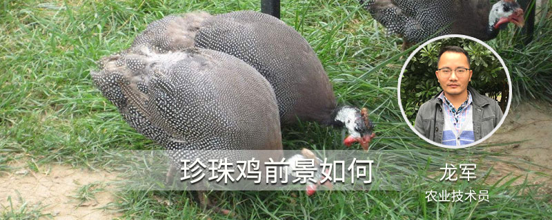 珍珠鸡前景如何"