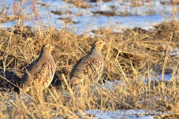 2018养鹌鹑赚钱吗？鹌鹑养殖的利润与投资成本及前景预测"