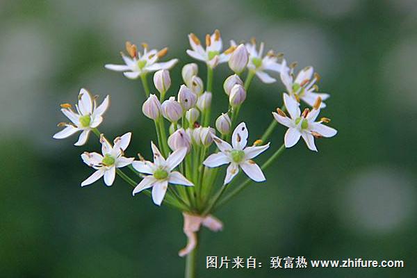 韭菜花怎么做