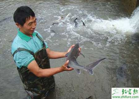 养殖鲟鱼常见病害的防治"