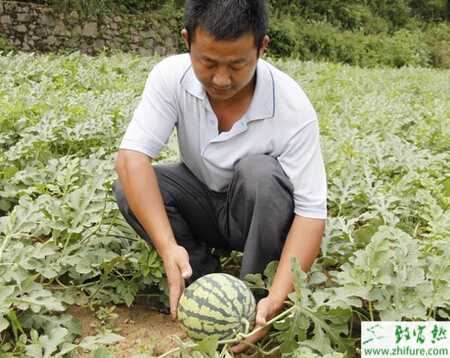 种无籽西瓜育苗的经验"