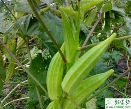 黄秋葵种植季节