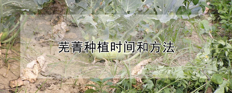 芜菁种植时间和方法"