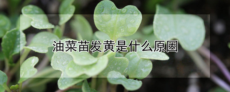 油菜苗发黄是什么原因