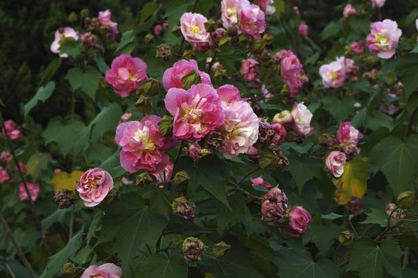 木芙蓉花怎么养 木芙蓉花养殖方法与注意事项