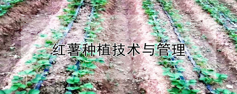 红薯种植技术与管理"