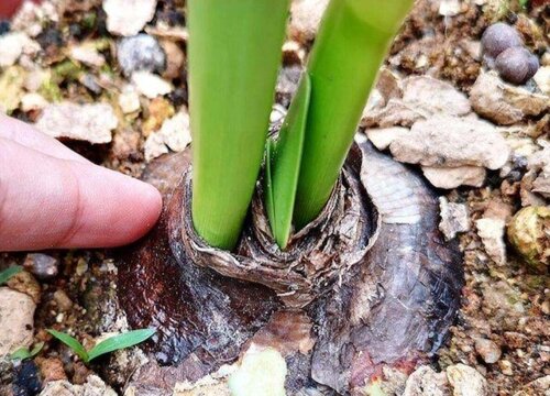 朱顶红种球种植方法和时间