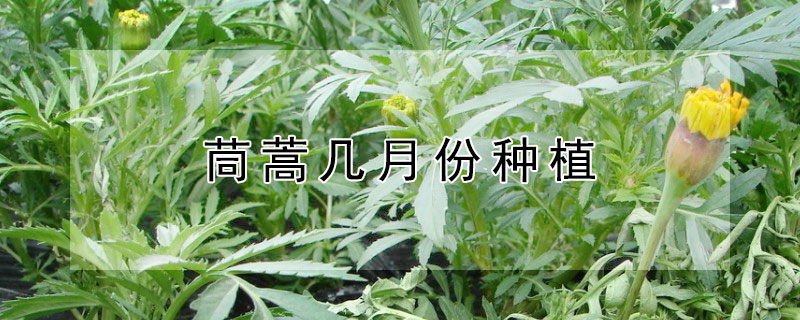 茼蒿几月份种植"