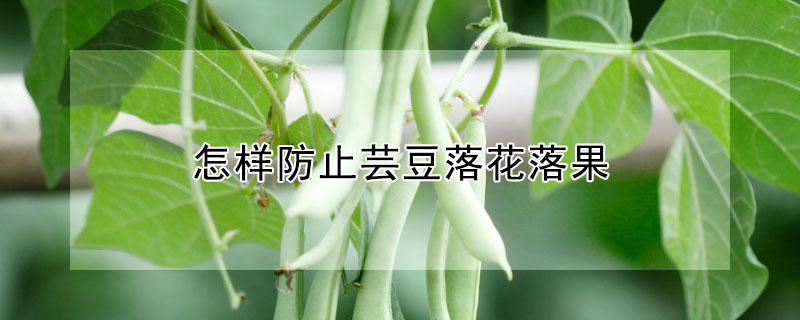 怎样防止芸豆落花落果"