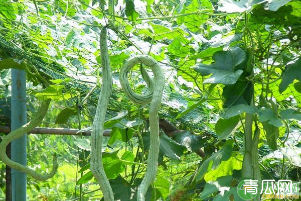 高产蛇瓜需要掌握的种植方法有哪些？"