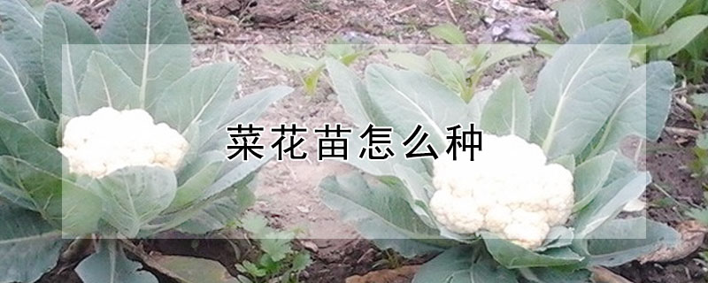 菜花苗怎么种"