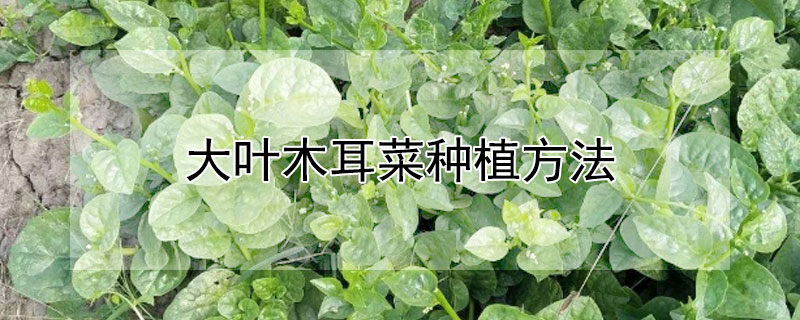 大叶木耳菜种植方法"