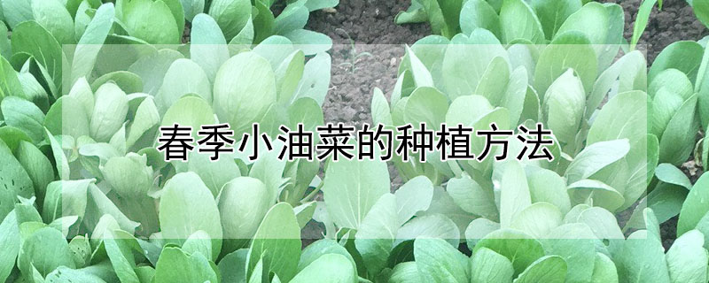 春季小油菜的种植方法"