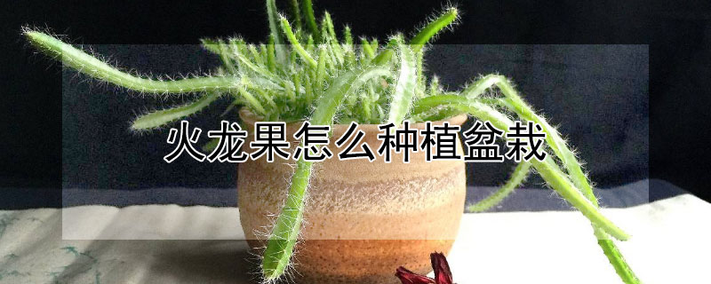 火龙果怎么种植盆栽"