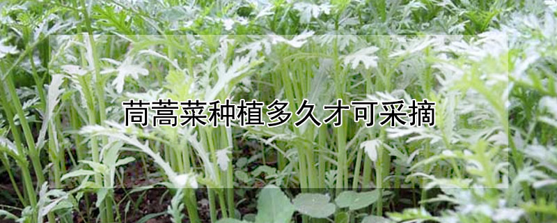 茼蒿菜种植多久才可采摘"