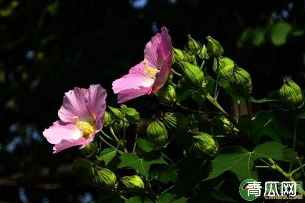 木芙蓉的养殖技术及养护方法"