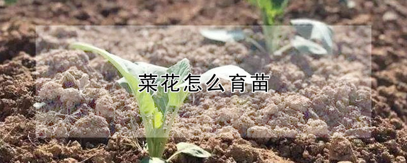 菜花怎么育苗"