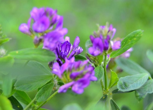 象征光明和希望的花