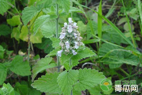 荆芥的种植时间及管理要点"