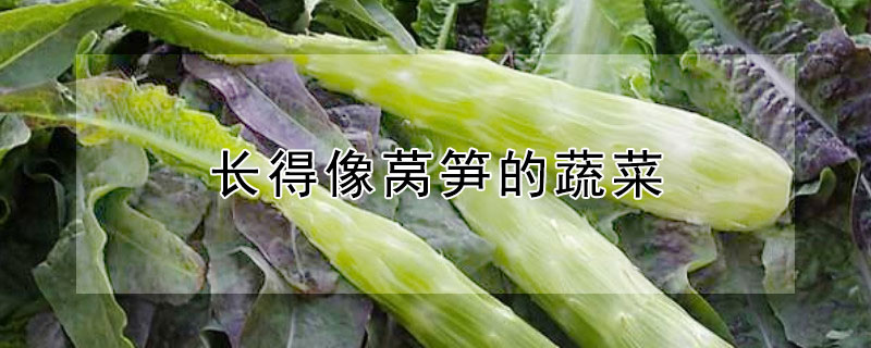 长得像莴笋的蔬菜"