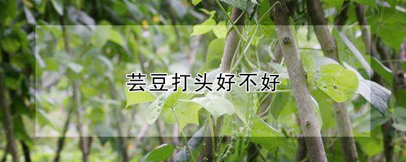 芸豆打头好不好"