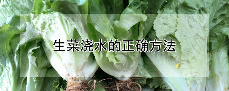 生菜浇水的正确方法