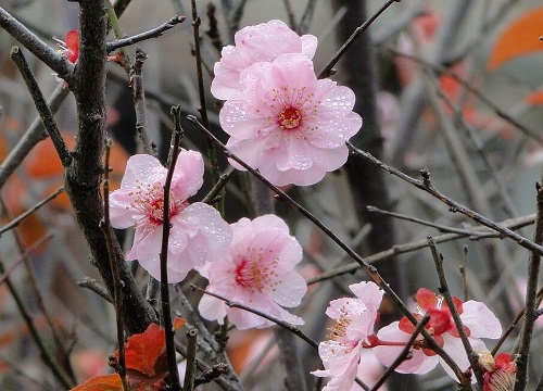 腊梅花怎么种植方法和注意事项 家庭养殖腊梅花方法